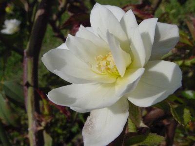 as-shot, no touchups